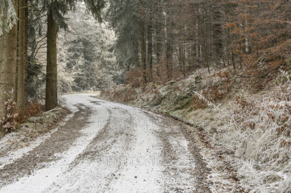 Forest road going through a mixed forest white from roarfrost on a sunny day in winter, Bavaria, Germany