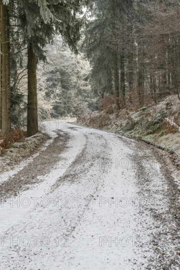 Forest road going through a mixed forest white from roarfrost on a sunny day in winter, Bavaria, Germany