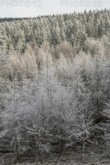Mixed forest with norway spruce (Picea abies) and European beech (Fagus sylvatica) white from roarfrost, on a sunny day in winter, Bavaria, Germany