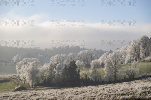 Landscape of trees, bushes and meadows with hoarfrost on the branches in front of blue sky at sunshine in winter, Bavaria, Germany