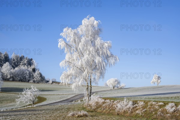 Silver birch (Betula pendula) standing on a meadow with hoarfrost on the branches in front of blue sky at sunshine in winter, Bavaria, Germany