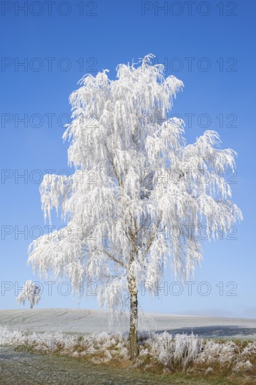 Silver birch (Betula pendula) standing on a meadow with hoarfrost on the branches in front of blue sky at sunshine in winter, Bavaria, Germany