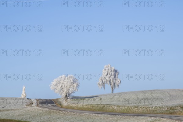 A street going through a landscape of trees, bushes and meadows with hoarfrost on the branches in front of blue sky at sunshine in winter, Bavaria, Germany