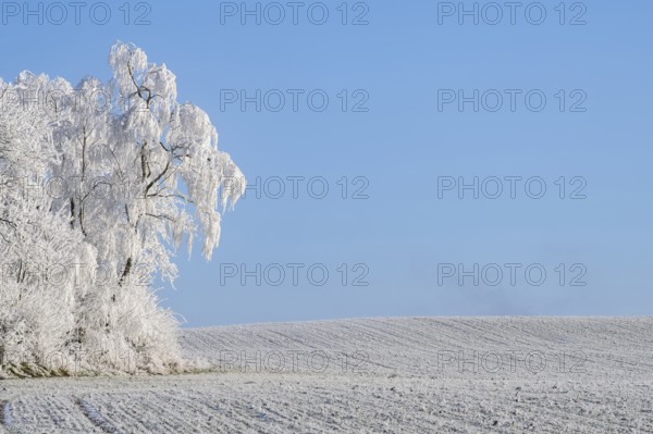 Trees with hoarfrost on the branches standing on a meadow on a sunny day with blue sky in the background in winter, Bavaria, Germany