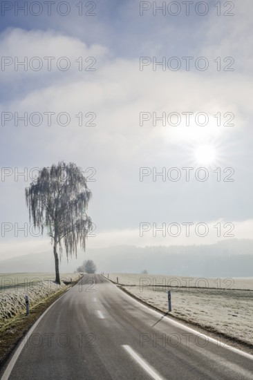 Silver birch (Betula pendula) standing beside a road with hoarfrost on the branches at sunshine in winter, Bavaria, Germany