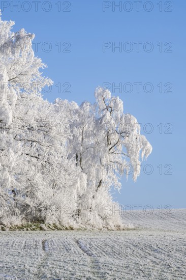 Trees with hoarfrost on the branches standing on a meadow on a sunny day with blue sky in the background in winter, Bavaria, Germany