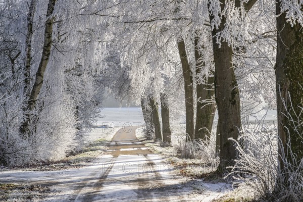 A street going through trees with hoarfrost on the branches at sunshine in winter, Bavaria, Germany