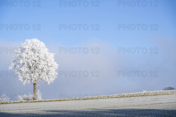 Silver lime tree (Tilia tomentosa) with hoarfrost on the branches standing on a meadow on a sunny day with blue sky in the background in winter, Bavaria, Germany