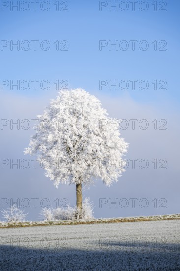 Silver lime tree (Tilia tomentosa) with hoarfrost on the branches standing on a meadow on a sunny day with blue sky in the background in winter, Bavaria, Germany