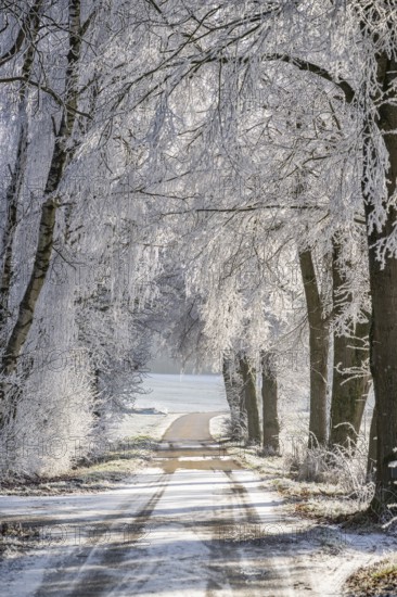 A street going through trees with hoarfrost on the branches at sunshine in winter, Bavaria, Germany