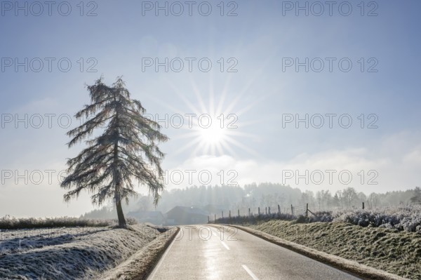 European larch (Larix decidua) standing beside a road with hoarfrost on the branches at sunshine in winter, Bavaria, Germany