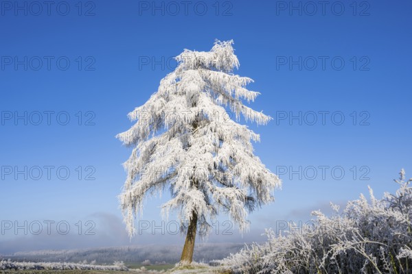European larch (Larix decidua) with hoarfrost on the branches standing on a meadow on a sunny day with blue sky in the background in winter, Bavaria, Germany