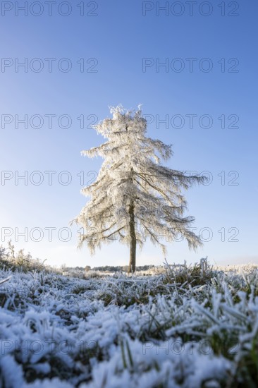 European larch (Larix decidua) with hoarfrost on the branches standing on a meadow on a sunny day with blue sky in the background in winter, Bavaria, Germany