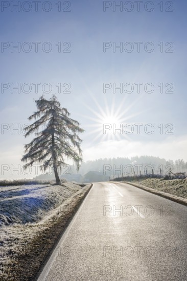 European larch (Larix decidua) standing beside a road with hoarfrost on the branches at sunshine in winter, Bavaria, Germany