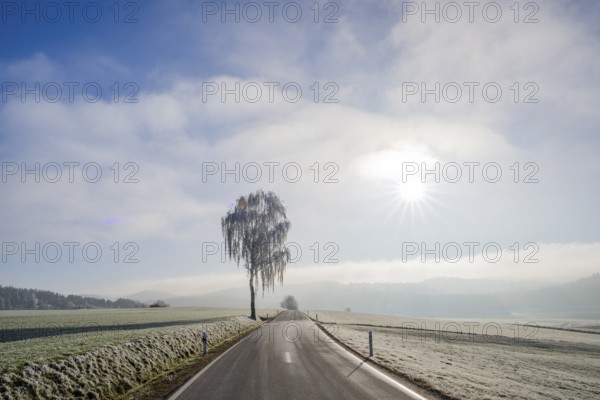 Silver birch (Betula pendula) standing beside a road with hoarfrost on the branches at sunshine in winter, Bavaria, Germany