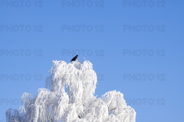 Carrion crow (Corvus corone) sitting on a Silver birch (Betula pendula) standing on a meadow with hoarfrost on the branches in front of blue sky at sunshine in winter, Bavaria, Germany