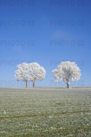 Silver lime trees (Tilia tomentosa) with hoarfrost on the branches standing on a meadow on a sunny day with blue sky in the background in winter, Bavaria, Germany