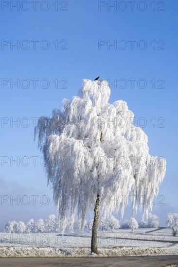 Carrion crow (Corvus corone) sitting on a Silver birch (Betula pendula) standing on a meadow with hoarfrost on the branches in front of blue sky at sunshine in winter, Bavaria, Germany