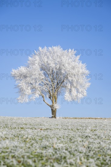 Silver lime tree (Tilia tomentosa) with hoarfrost on the branches standing on a meadow on a sunny day with blue sky in the background in winter, Bavaria, Germany