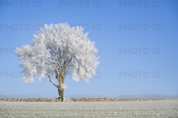 Silver lime tree (Tilia tomentosa) with hoarfrost on the branches standing on a meadow on a sunny day with blue sky in the background in winter, Bavaria, Germany