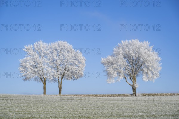 Silver lime trees (Tilia tomentosa) with hoarfrost on the branches standing on a meadow on a sunny day with blue sky in the background in winter, Bavaria, Germany