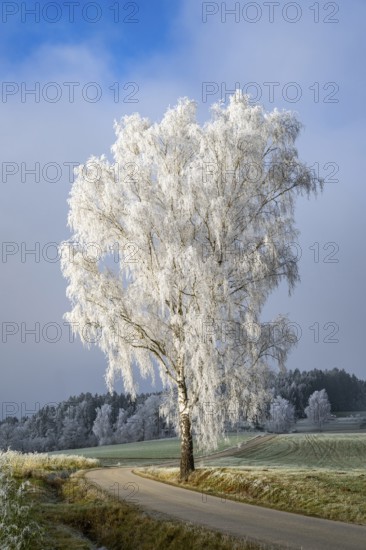 Silver birch (Betula pendula) standing beside a road with hoarfrost on the branches at sunshine in winter, Bavaria, Germany