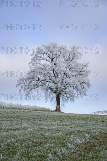 English oak (Quercus robur) tree with hoarfrost on the branches on a meadow in winter, Bavaria, Germany