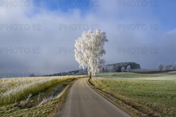 Silver birch (Betula pendula) standing beside a road with hoarfrost on the branches at sunshine in winter, Bavaria, Germany