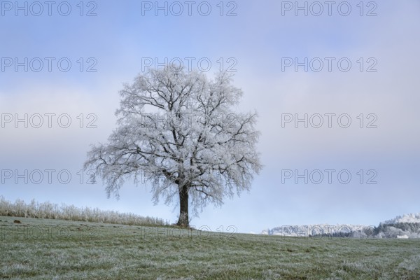 English oak (Quercus robur) tree with hoarfrost on the branches on a meadow in winter, Bavaria, Germany