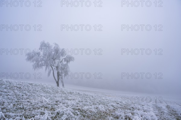 Silver birch (Betula pendula) with a raised hide in a meadow with hoarfrost on the branches in winter, Bavaria, Germany