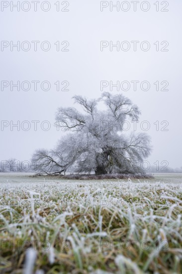 Eastern crack-willow (Salix euxina) standing on a meadow with hoarfrost on the branches in winter, Bavaria, Germany