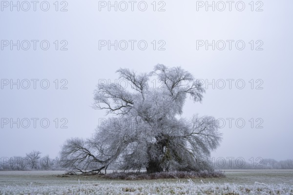 Eastern crack-willow (Salix euxina) standing on a meadow with hoarfrost on the branches in winter, Bavaria, Germany