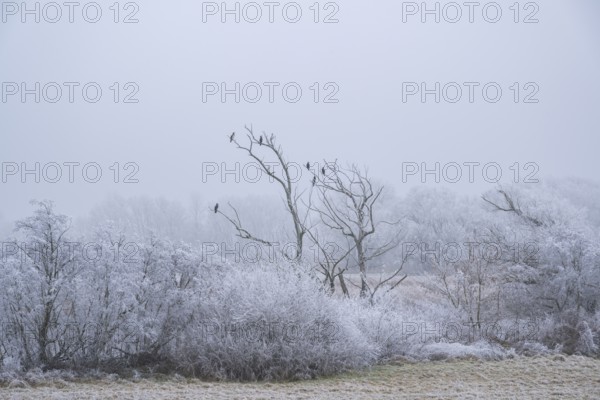 Great cormorant (Phalacrocorax carbo) sitting on an old tree with hoarfrost on the branches in winter, Bavaria, Germany
