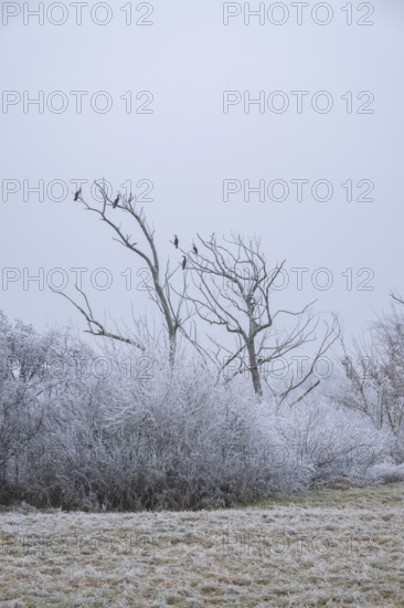 Great cormorant (Phalacrocorax carbo) sitting on an old tree with hoarfrost on the branches in winter, Bavaria, Germany