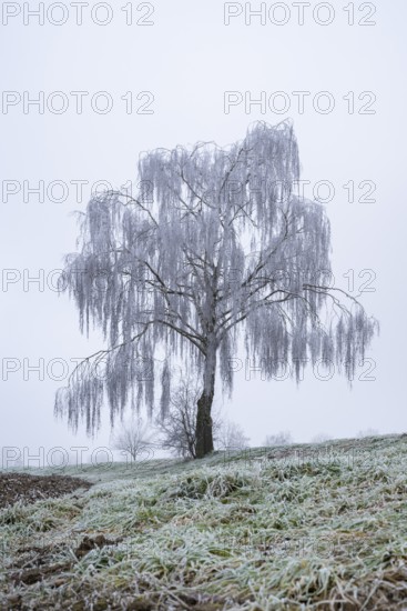 Silver birch (Betula pendula) standing on a meadow with hoarfrost on the branches in winter, Bavaria, Germany