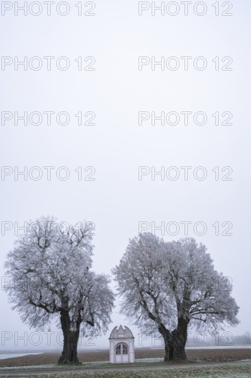 Two silver lime trees (Tilia tomentosa) standing in a meadow with a small chapel in the middle with hoarfrost on the branches in winter, Bavaria, Germany