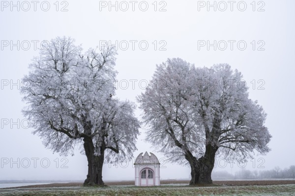 Two silver lime trees (Tilia tomentosa) standing in a meadow with a small chapel in the middle with hoarfrost on the branches in winter, Bavaria, Germany