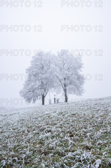 Two silver lime trees (Tilia tomentosa) standing in a meadow with a crucifix in the middle with hoarfrost on the branches in winter, Bavaria, Germany