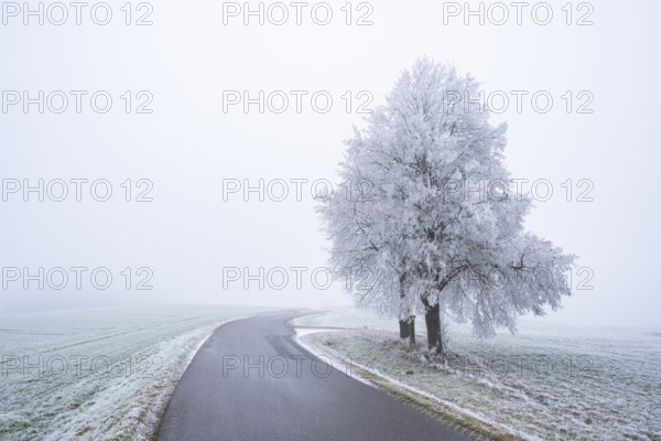 Two silver linden (Tilia tomentosa) trees standing beside a little road, with hoarfrost on the branches in winter, Bavaria, Germany