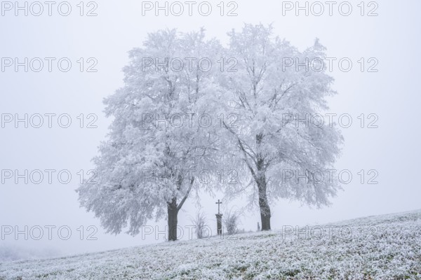 Two silver lime trees (Tilia tomentosa) standing in a meadow with a crucifix in the middle with hoarfrost on the branches in winter, Bavaria, Germany