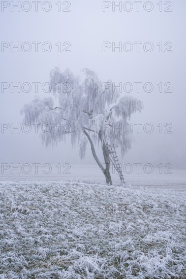 Silver birch (Betula pendula) with a raised hide in a meadow with hoarfrost on the branches in winter, Bavaria, Germany