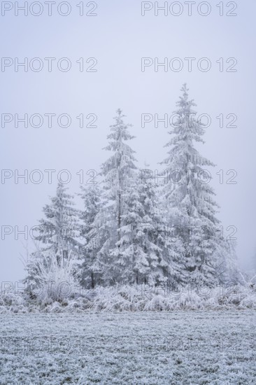 Norway spruce (Picea abies) trees with hoarfrost on the branches next to a meadow in winter, Bavaria, Germany