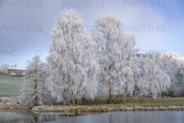 Silver birch (Betula pendula) standing behind a little pond with hoarfrost on the branches at sunshine in winter, Bavaria, Germany
