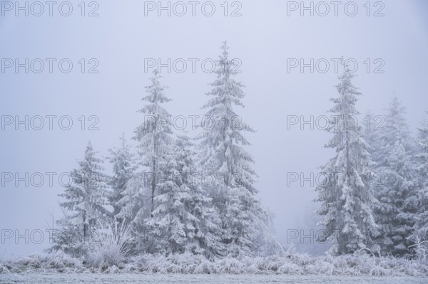 Norway spruce (Picea abies) trees with hoarfrost on the branches next to a meadow in winter, Bavaria, Germany