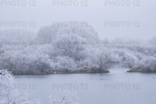Great egret (Ardea alba) hunting in front of bushes growing beside danubia river with hoarfrost on the branches in winter, Bavaria, Germany