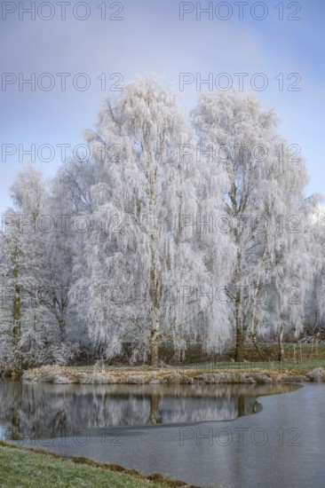 Silver birch (Betula pendula) standing behind a little pond with hoarfrost on the branches at sunshine in winter, Bavaria, Germany