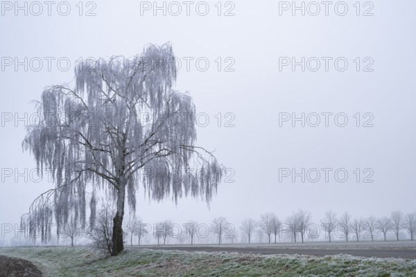 Silver birch (Betula pendula) standing on a meadow with hoarfrost on the branches in winter, Bavaria, Germany