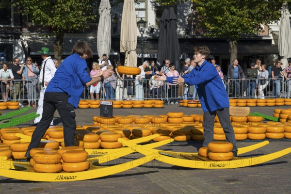 Two men in blue clothing hand over traditional cheese wheels at the Alkmaar cheese market, Cheese, Cheese market, Alkmaar, Alkmar, Noord-Holland, North Holland, Netherlands