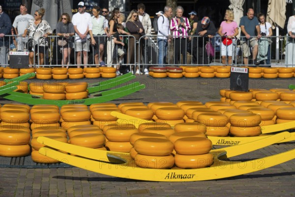 Cheese market in Alkmaar with famous yellow cheese wheels and crowd in the background, Cheese, Cheese market, Alkmaar, Alkmar, Noord-Holland, Noord-Holland, Netherlands