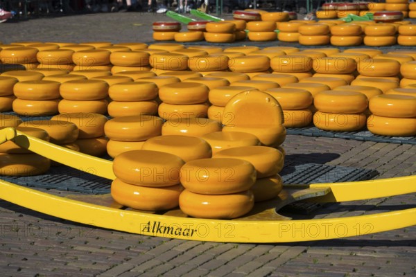 Stack of yellow cheese wheels on a market square in Alkmaar in sunny weather, cheese, cheese market, Alkmaar, Alkmar, Noord-Holland, Noord-Holland, Netherlands